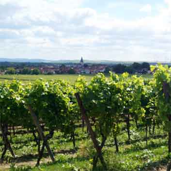 Weinberg von Hubert Schreiber in Gundheim mit Blich zum Ort mit Kirchturm